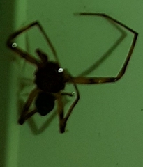 Philodromus placidus