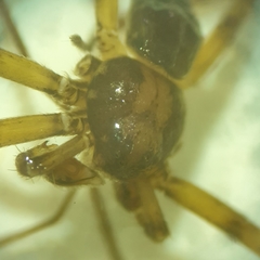 Philodromus placidus