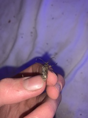 Anthophylax attenuatus