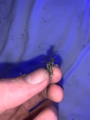 Anthophylax attenuatus