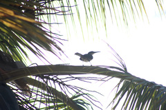 Cinclocerthia gutturalis