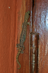 Hemiphyllodactylus typus