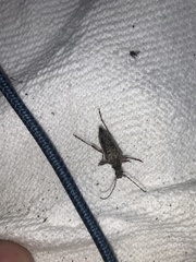 Anthophylax attenuatus