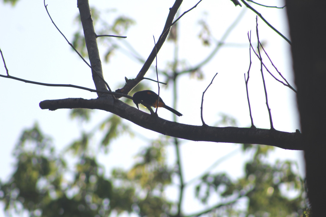 St. Lucia Oriole illustration