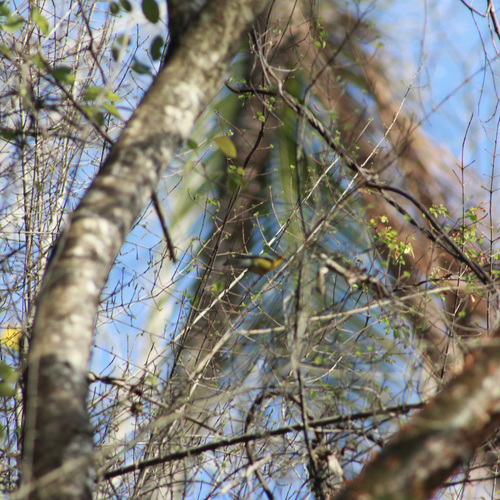 St. Lucia Warbler (Setophaga delicata), photo 10