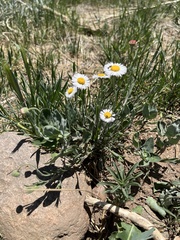 Erigeron tracyi