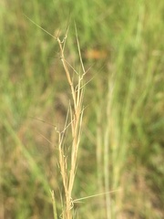 Aristida basiramea