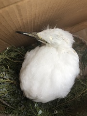 Egretta garzetta