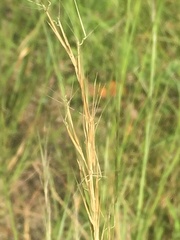 Aristida basiramea