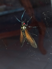 Eriphioides ustulata