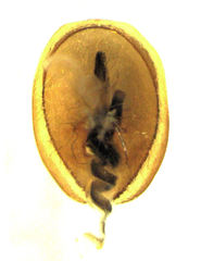 Phacophallus parumpunctatus