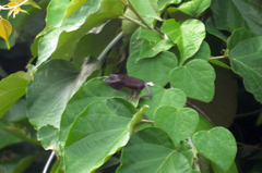 Bronchocela