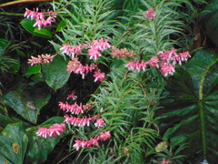 Psammisia ferruginea