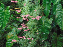 Psammisia ferruginea