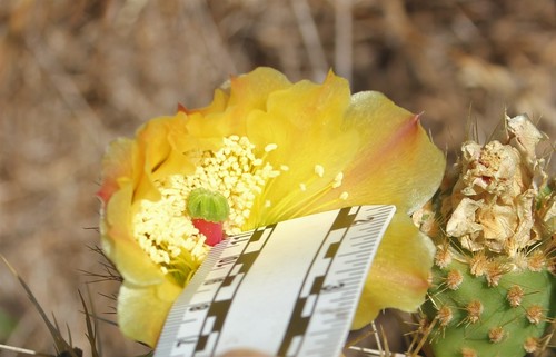 Chaparral pricklypear