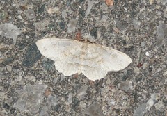 Melanolophia signataria