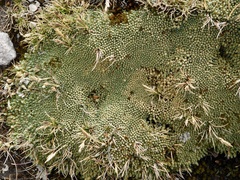 Pycnophyllum