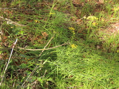 Lomatium triternatum brevifolium