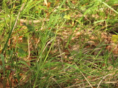 Lomatium triternatum brevifolium