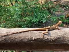Calotes versicolor