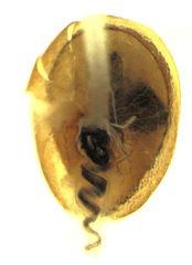 Phacophallus parumpunctatus