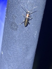 Oxycopis