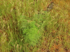 Lomatium klickitatense