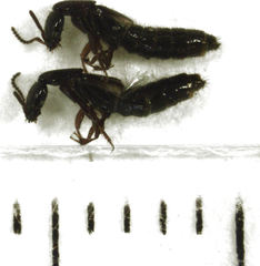 Phacophallus parumpunctatus