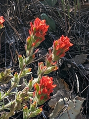 Castilleja martini