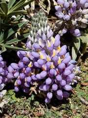 Lupinus altimontanus