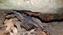 Cyrtodactylus nebulosus