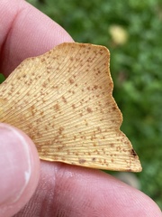 Bartheletia paradoxa