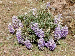 Lupinus altimontanus