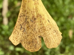 Bartheletia paradoxa