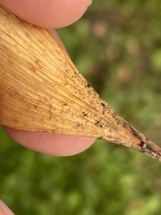 Bartheletia paradoxa