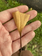 Bartheletia paradoxa