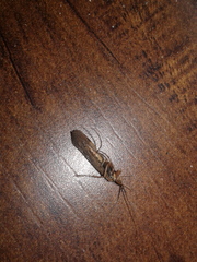 Limnephilus