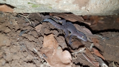 Cyrtodactylus nebulosus