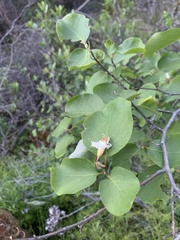 Styrax redivivus