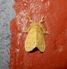 Artaxa guttata
