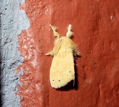 Artaxa guttata