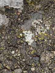 Myriolecis semipallida