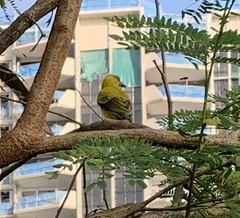 Oriolus chinensis maculatus