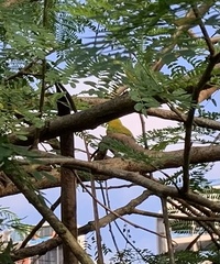 Oriolus chinensis maculatus