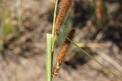 Carex barbarae