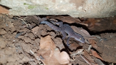 Cyrtodactylus nebulosus