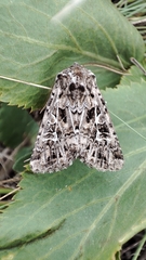 Pachetra sagittigera