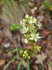 Toxicoscordion fontanum