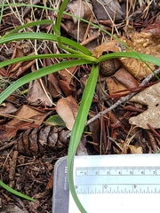 Toxicoscordion fontanum