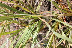Carex barbarae